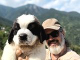 Hei̇di̇ Ni̇n Köpeği̇ Fi̇lm Yildizi Sai̇nt Bernard Yavrular