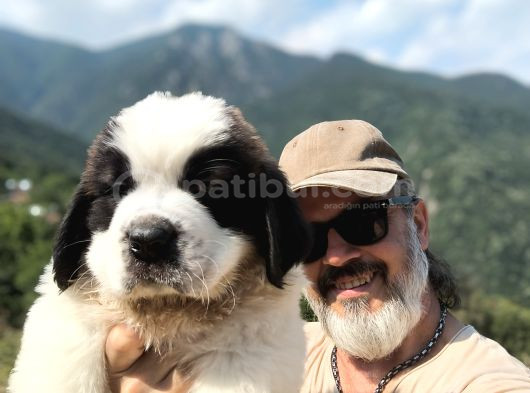 Hei̇di̇ Ni̇n Köpeği̇ Fi̇lm Yildizi Sai̇nt Bernard Yavrular görsel
