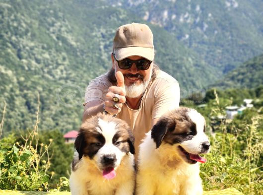Hei̇di̇ Ni̇n Köpeği̇ Fi̇lm Yildizi Sai̇nt Bernard Yavrular görsel