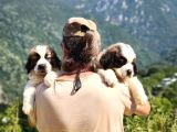 Hei̇di̇ Ni̇n Köpeği̇ Fi̇lm Yildizi Sai̇nt Bernard Yavrular