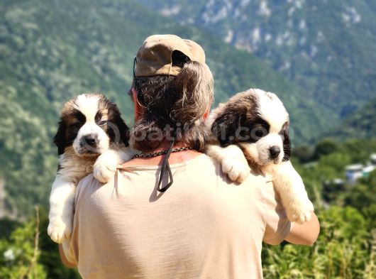 Hei̇di̇ Ni̇n Köpeği̇ Fi̇lm Yildizi Sai̇nt Bernard Yavrular görsel
