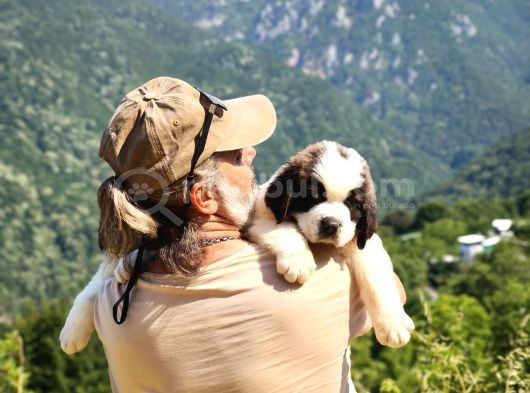Hei̇di̇ Ni̇n Köpeği̇ Fi̇lm Yildizi Sai̇nt Bernard Yavrular görsel