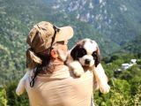 Hei̇di̇ Ni̇n Köpeği̇ Fi̇lm Yildizi Sai̇nt Bernard Yavrular