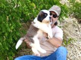 Hei̇di̇ Ni̇n Köpeği̇ Fi̇lm Yildizi Sai̇nt Bernard Yavrular