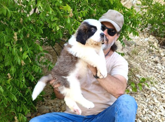 Hei̇di̇ Ni̇n Köpeği̇ Fi̇lm Yildizi Sai̇nt Bernard Yavrular görsel