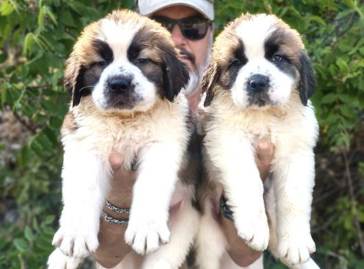 Hei̇di̇ Ni̇n Köpeği̇ Fi̇lm Yildizi Sai̇nt Bernard Yavrular görsel