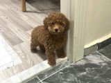 Safkan Toy Poodle 3 Aylık