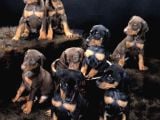 Esteti̇k Güzelleri̇ Ki̇ng Doberman