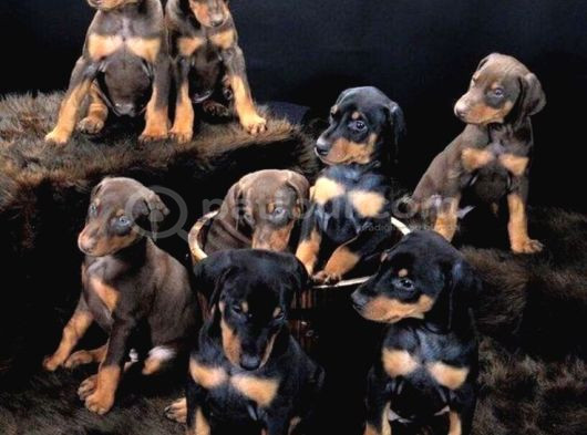 Esteti̇k Güzelleri̇ Ki̇ng Doberman görsel
