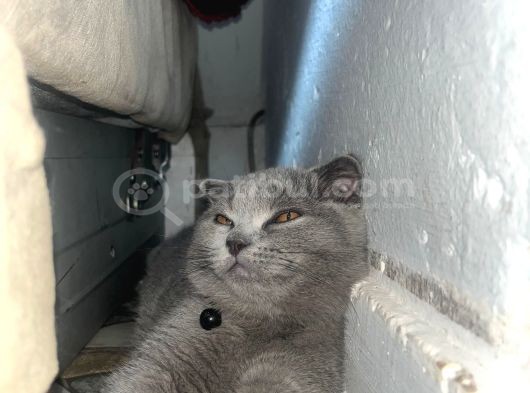 3 Aylık Scottis Fold  Ücretsiz görsel