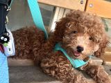 Safkan Toy Poodle 3 Aylık