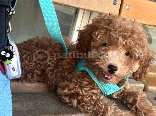 Safkan Toy Poodle 3 Aylık görsel