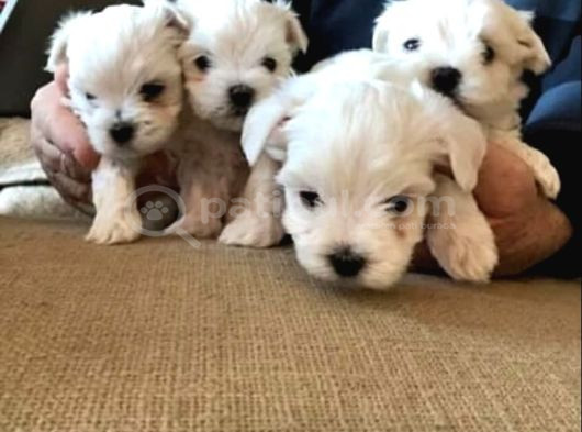 A Kalite Maltese Terrier Yavrularımız