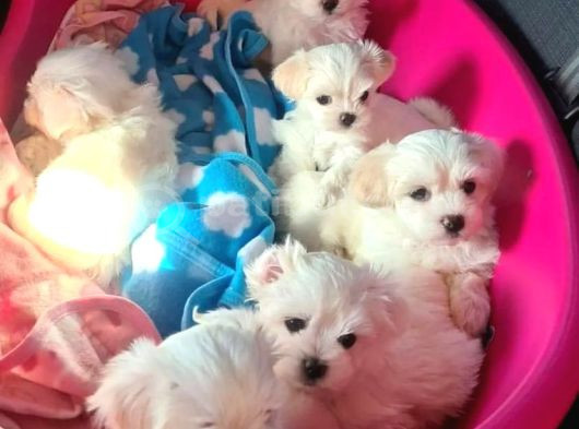 A Kalite Maltese Terrier Yavrularımız görsel