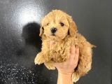 Poodle Tadında Mini Red Maltipo Bebeğim