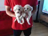 A kalite maltipoo yavrularımız