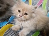 Britşh Longhair  Yavru
