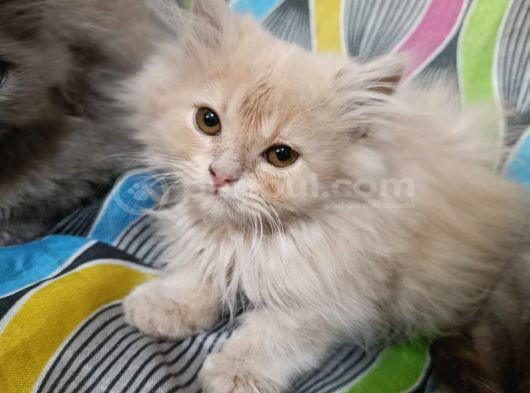Britşh Longhair  Yavru görsel