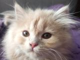Britşh Longhair  Yavru