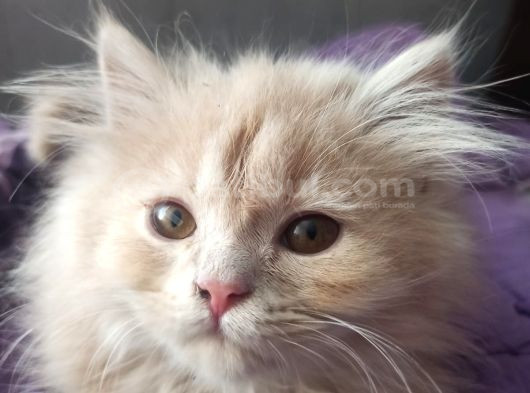 Britşh Longhair  Yavru görsel