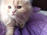 Britşh longhair  yavru