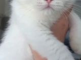 Tombiş surat bebek teslime hazır