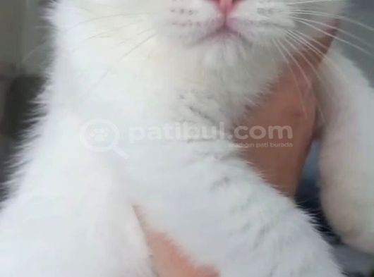 Tombiş Surat Bebek Teslime Hazır