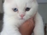 Tombiş Surat Bebek Teslime Hazır