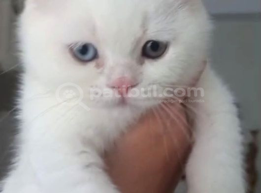 Tombiş Surat Bebek Teslime Hazır görsel