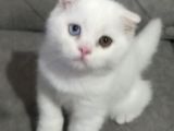 Tombiş Surat Bebek Teslime Hazır