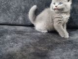 MİNNOŞLAR TESLİME HAZIR