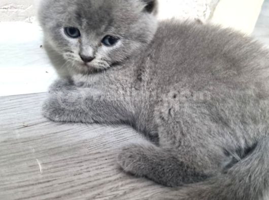 Mi̇nnoşlar Tesli̇me Hazir görsel