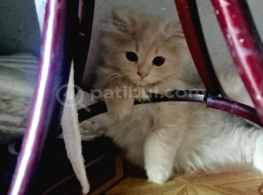 Britşh Longhair  Yavru görsel