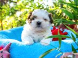 Orjinal Shih Tzu yavrumuz