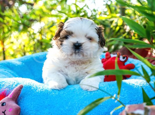 Orjinal Shih Tzu Yavrumuz