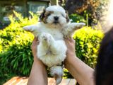 Orjinal Shih Tzu Yavrumuz