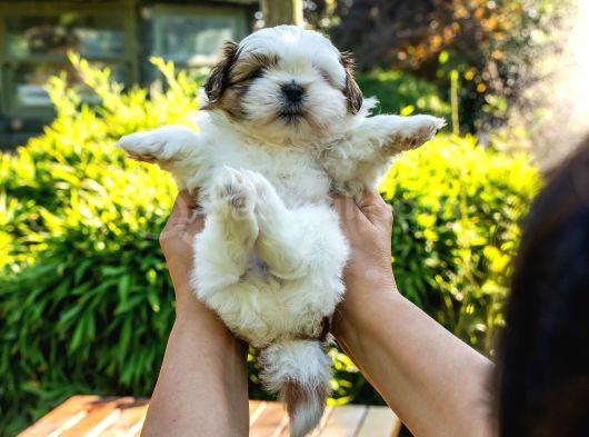 Orjinal Shih Tzu Yavrumuz görsel