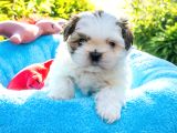 Orjinal Shih Tzu Yavrumuz