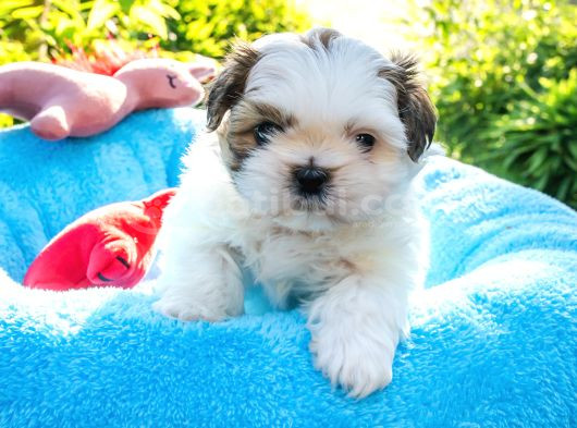 Orjinal Shih Tzu Yavrumuz görsel