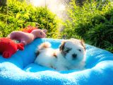Orjinal Shih Tzu Yavrumuz