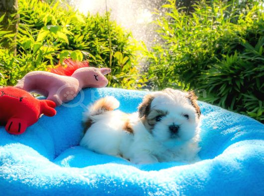 Orjinal Shih Tzu Yavrumuz görsel