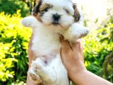 Orjinal Shih Tzu Yavrumuz