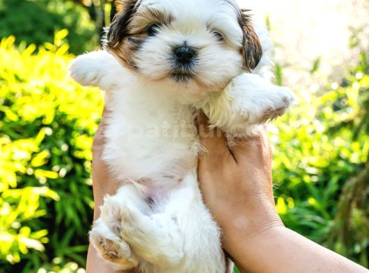 Orjinal Shih Tzu Yavrumuz görsel
