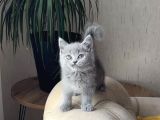 AŞIRI SOSYAL BRİTİSH SHORTHAİR YAVRUM