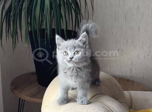 Aşiri Sosyal Bri̇ti̇sh Shorthai̇r Yavrum