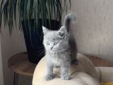 Aşiri Sosyal Bri̇ti̇sh Shorthai̇r Yavrum