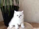 Mukemmel Güzelli̇k Bri̇ti̇sh Shorthai̇r Si̇lver Poi̇nt