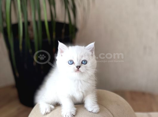 Mukemmel Güzelli̇k Bri̇ti̇sh Shorthai̇r Si̇lver Poi̇nt görsel