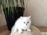 Mukemmel Güzelli̇k Bri̇ti̇sh Shorthai̇r Si̇lver Poi̇nt