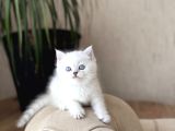 Mukemmel Güzelli̇k Bri̇ti̇sh Shorthai̇r Si̇lver Poi̇nt
